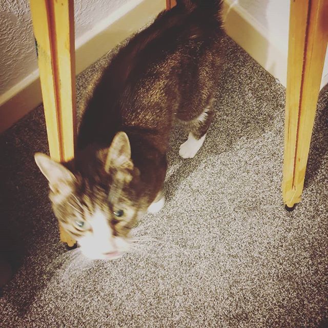 thecraeftcom's tweet photo. Sooooo my #furbaby and #familiar Button when I am not #painting has taken to sitting under my #easle and well #howling ...I think this is her way of #encouraging me to #paint more... she had particularly #interesting #behaviour when I painted #TheMoon ..… https://t.co/E3qEnWdLbZ https://t.co/cxuqTzeaVm