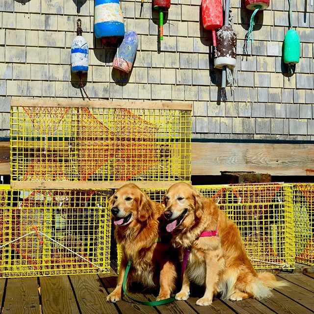 Here we are in front of Portland’s Maine attraction!  Happy Harborfront #TongueOutTuesday
🐾
#ToT #GRC #punny #lobsterpots #maineattraction #pun #wharfdog #rescuedog #goldenretriever #downtownportland #portland #maine #dogsofinstagram ift.tt/2LWsQiS