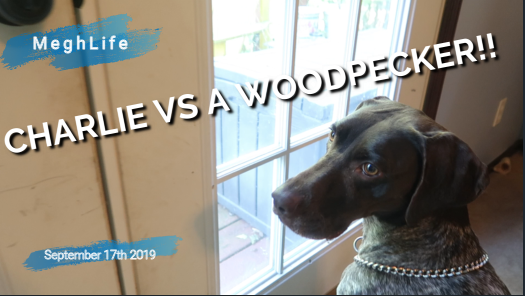 MeghLife's tweet photo. Charlie faces off with a dangerous bird today.

CLICK HERE ---->>>> https://t.co/VqQBTJewiy https://t.co/v2hor7gajk