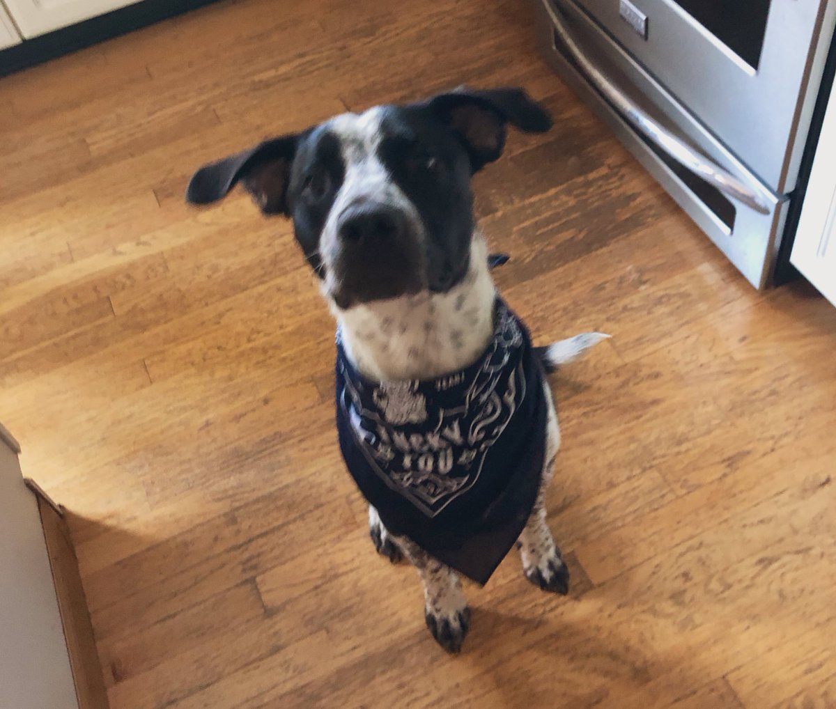 PonyMartini's tweet photo. Thanks, @amazon for the extra prize at the treasure truck today! My pup is looking very dapper in his new bandana. https://t.co/Uvov0aZYEI