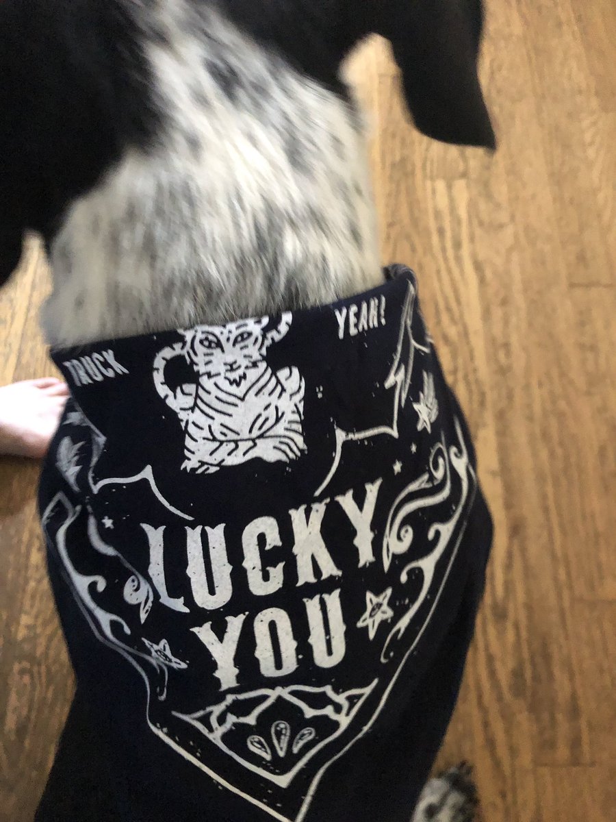 PonyMartini's tweet photo. Thanks, @amazon for the extra prize at the treasure truck today! My pup is looking very dapper in his new bandana. https://t.co/Uvov0aZYEI