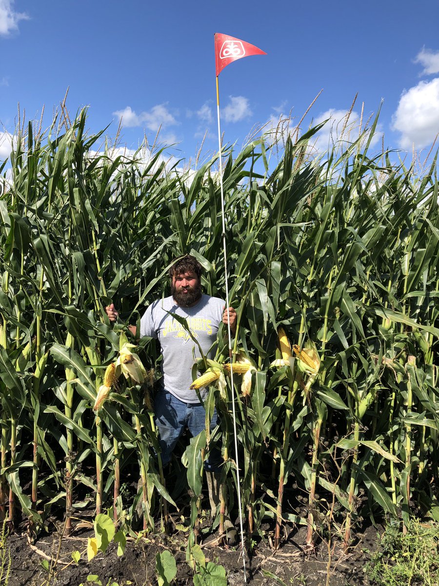 JackrabbitSeed's tweet photo. @AgDayTV 9/12/19 before and 9/16/19 after https://t.co/2lu3nBr0sV