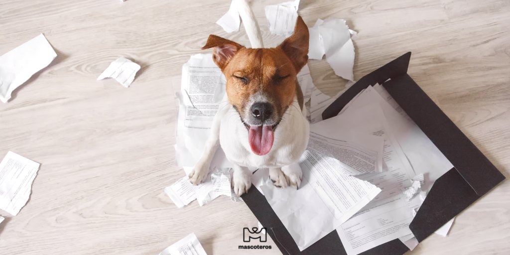GrupoMascoteros's tweet photo. 👉 ¿Cuál ha sido su mayor trastada?
.
.
#mascoteros #pets #petlover #dogs #mascotas #instaofdogs #ilovemydog #trastadasperrunas #dogs #dog #petagram #perros #lovedo https://t.co/ieg0C379fq