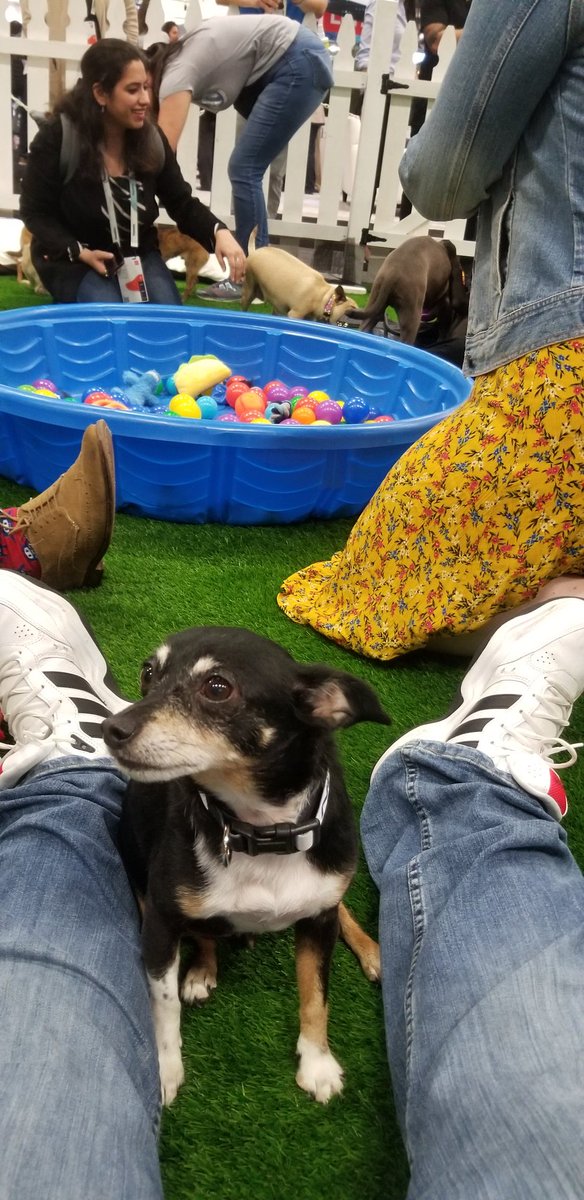 StevenALipman's tweet photo. Best booth at #OOW19 Puppies! https://t.co/FsED06sMOO