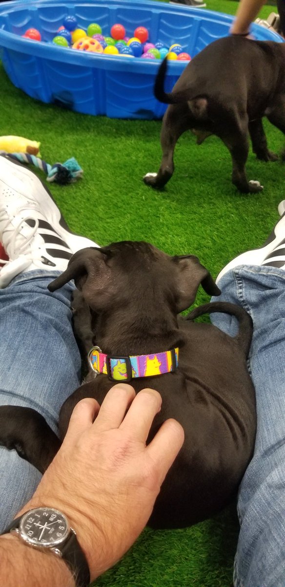 StevenALipman's tweet photo. Best booth at #OOW19 Puppies! https://t.co/FsED06sMOO