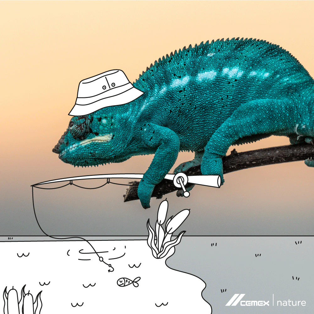 Did you know chameleons blend with their environment as their only defense mechanism? These little animals are slow, not poisonous, and don’t have a dangerous bite. 😮 How would you caption this picture?