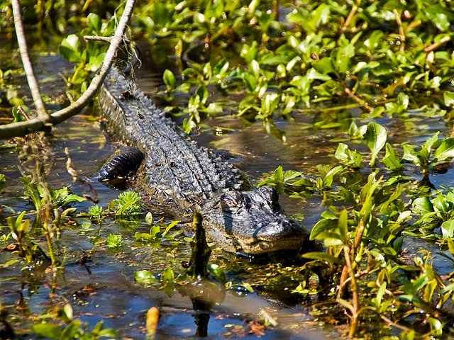 The real MVP's of our operations - the gators!
.
.
.
#bayou #gators #neworleans #louisiana