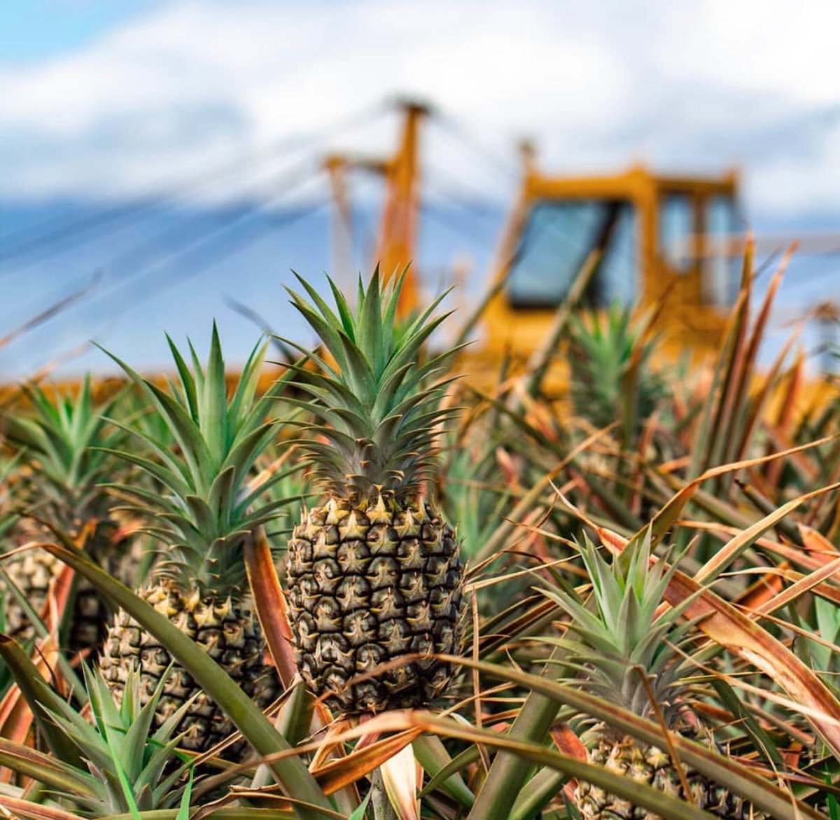 HDCdistillery's tweet photo. #DoYouKnow: The #pineapples we distill into #craftspirits grow a stone’s throw from the distillery at our @mauigoldpineapple farm.
#seedtobottle #distillery #farm #pineapple #maui #upcountry
pc: @mitchdhutch https://t.co/Yknn0sCsbX