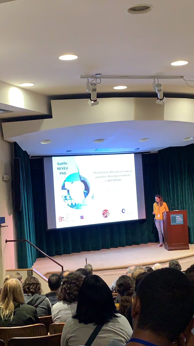 rtrmnthn's tweet photo. Talk 3 by Gaëlle Neveu from INSERM, Cochin institute talking to us about #plasmodium #gametocyte development in human primary erythroblasts #mpm2019 #SessionIX https://t.co/GX5zb6oczL