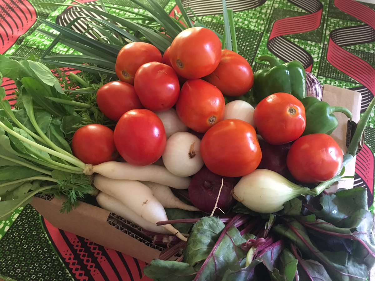 SoBGreen1's tweet photo. Tuesdays are for So-B-Boxes! Today we delivered our EU certified organic vegetables to green lovers all over Accra. Want to be part of this Green Love Community?
Slide in the DM for more details 😉
#greenlove #sobgreen #organic #greencommunity #farmtotable https://t.co/jW9IhxZPdj