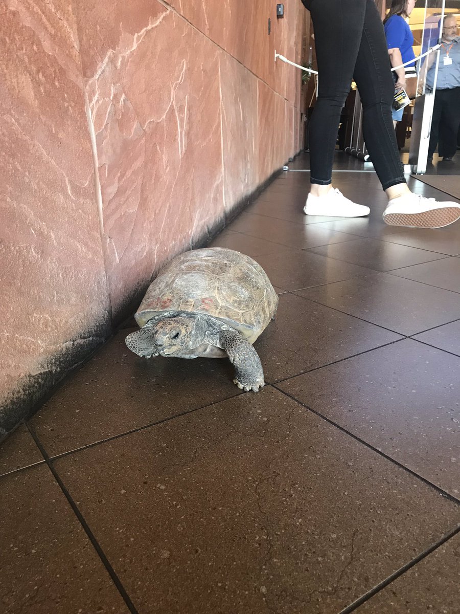 swordscientist's tweet image. Geraldine is on the run! Looking pretty good for a 47 year old! #azscitech @AZHerpetology