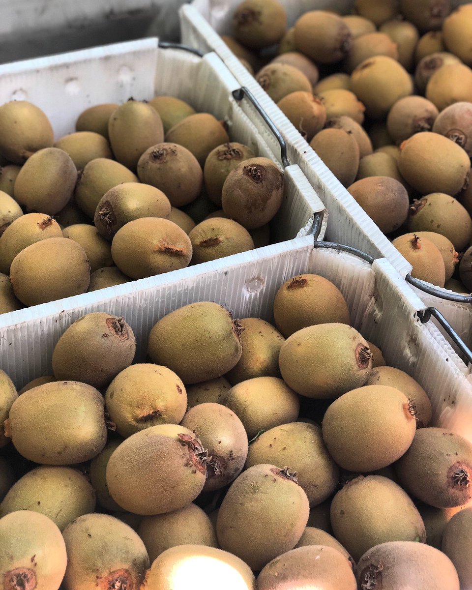 WildRiverFruit's tweet photo. Guess what time of year it is.... 😍🥝 #kiwifruit #familyfarm @cagrownofficial https://t.co/p2W72O0rpn
