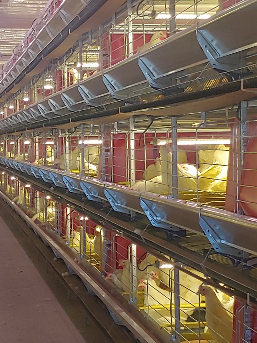 After 6 months of barn construction and equipment assembly, we moved chickens into the new barn today. <a href="/GetCracking/">Get Cracking</a> <a href="/ClarkAgSystems/">Clark Ag Systems</a> <a href="/farmerautomatic/">Farmer Automatic CA</a> <a href="/eggsoeufs/">Egg Farmers</a>