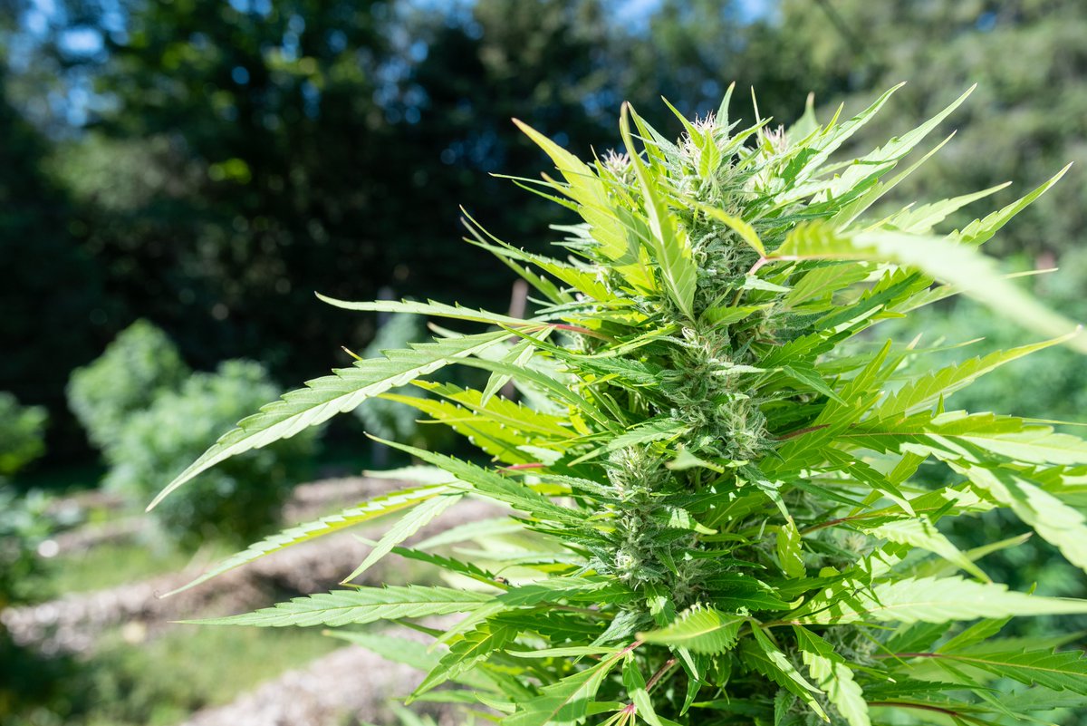 wildfirecanada's tweet photo. Fall is just around the corner, and that's exciting because #harvest time is coming for #cannabis plants! 

This #cultivar is a long-time staple in this region, #flowers &amp; finishes early, and is a high yielder. https://t.co/6KGPNcHAxi