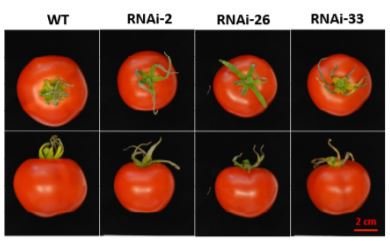 NTRC plays a crucial role in starch metabolism, redox balance and tomato fruit growth #Biochemistry #Metabolism #Ascorbate #PlantBiology doi.org/10.1104/pp.19.…