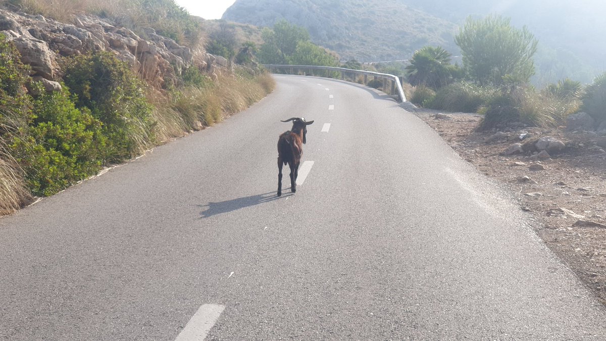 martinbower's tweet image. Bit of traffic on my morning ride
