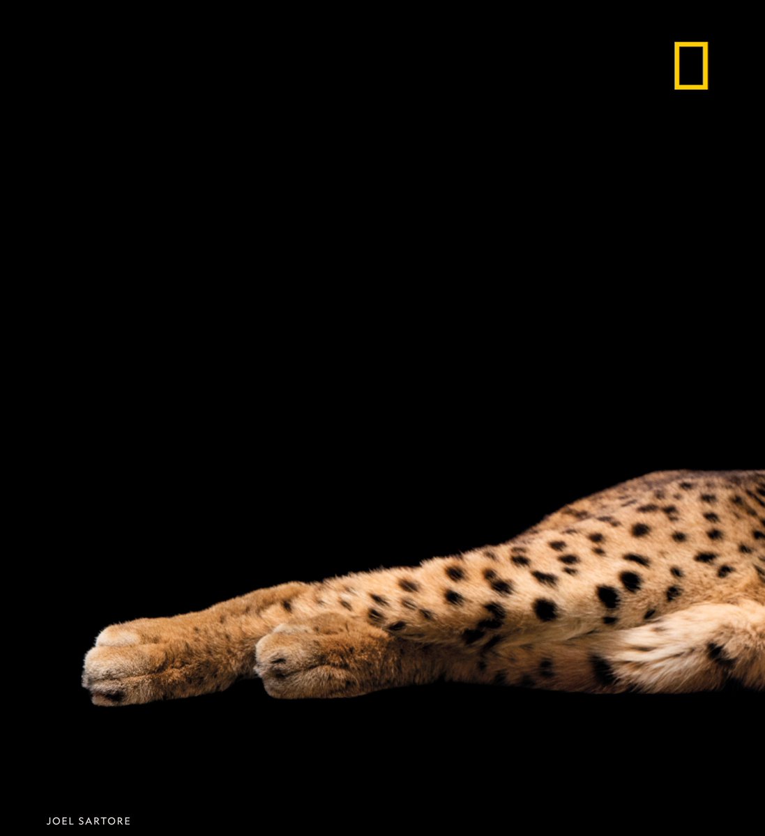 NatGeo's tweet photo. Can you guess which species is trying to get your attention—before it’s too late? Follow along this week as we highlight animals at risk of extinction. 

Clue 1🔎 As recently as 2001, fewer than 100 of my kind remained in the wild. https://t.co/0Nk0a3uaDV