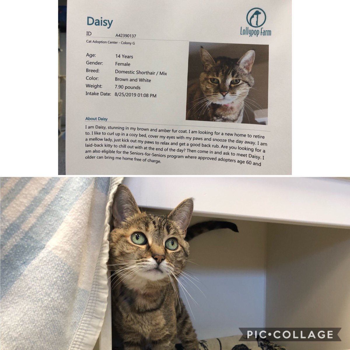 KelsieSmith585's tweet photo. We met Daisy @LollypopFarm today and she embraced 3 little girls with incredible patience! All she wanted was some love 💕 If we weren’t at our kitty limit she’d be coming home with us! #AdoptDaisy https://t.co/nMBUT0VbUX