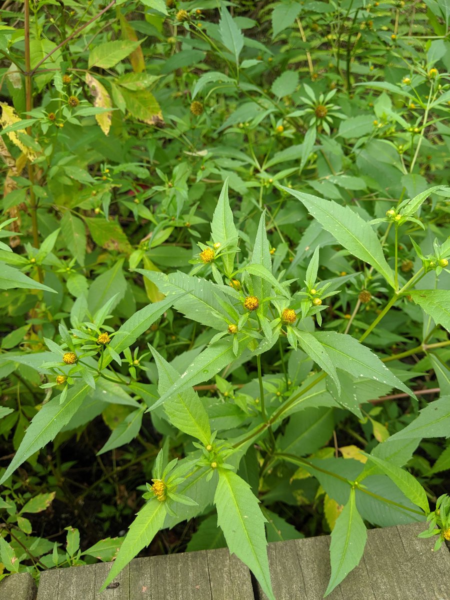 Six years later, finally found my favorite weedy plant on Long Island, Bidens (connata? tripartita?)