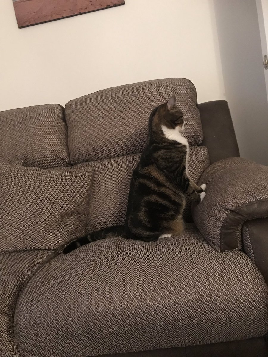 LCambule's tweet photo. “I remember when rock was young...” #CatAdventures #EltonWrong #TinyPianist https://t.co/4YqouMxoBG