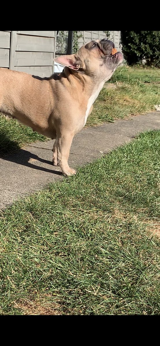 coco_th's tweet photo. Thankyou everyone for your kind birthday wishes ๐ฅณ๐๐ป Iv has a good day and really enjoyed my treats ๐๐พ๐๐๐ฆด #YourOnly1Once #MyFirstBirthday #BirthdayTreats ๐ https://t.co/Iqf4Cb6gjU