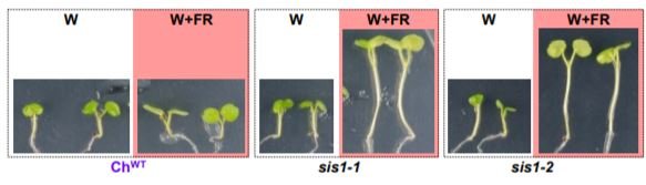 ThePlantCell's tweet photo. Photoreceptor Activity Contributes to Contrasting Responses to Shade in Cardamine and Arabidopsis Seedlings https://t.co/kaIVPxv4Km https://t.co/1gkbgLAqTv