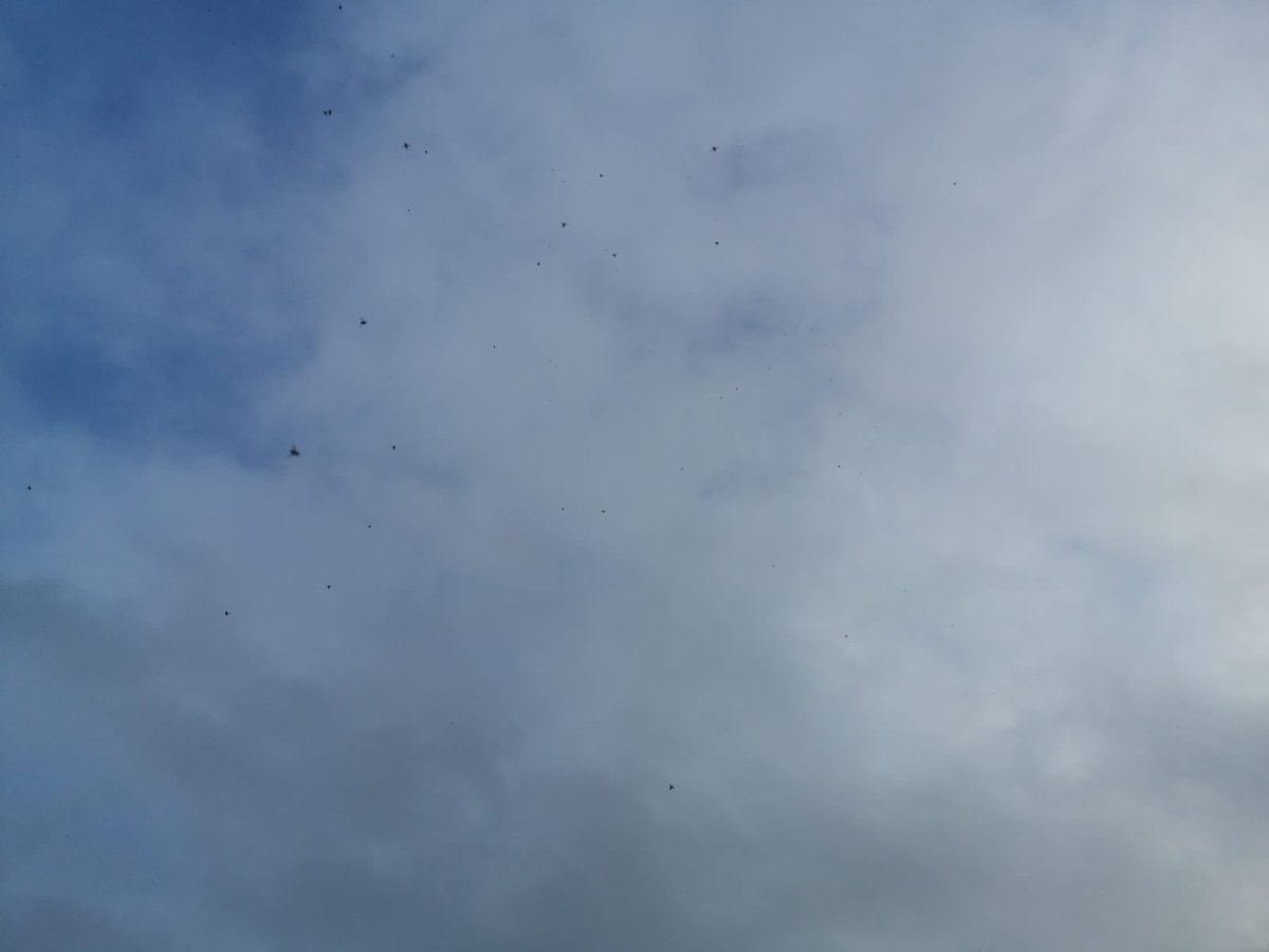 bentd76's tweet photo. @gaff1wiz Look above your head! Loads flying around earlier #firsttimeforme https://t.co/wDmlBb5KhL