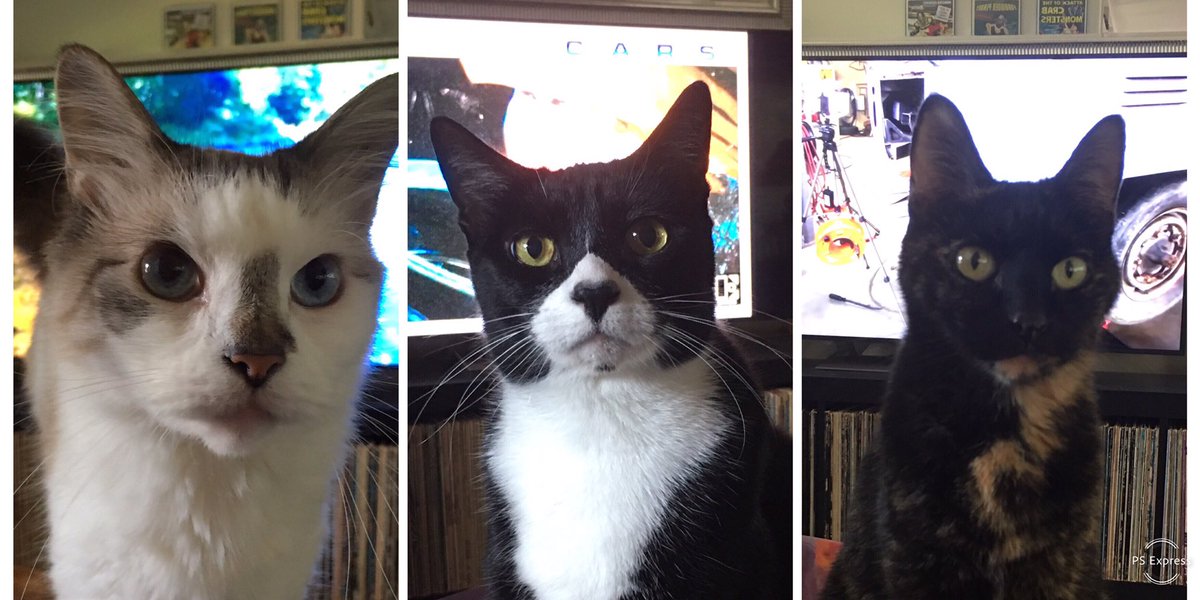mcfrost67's tweet photo. A normal day of attempting to watch a little tv at our house. I think it’s some sort of plot. #obey_the_kitty https://t.co/DHlYmlmkwQ