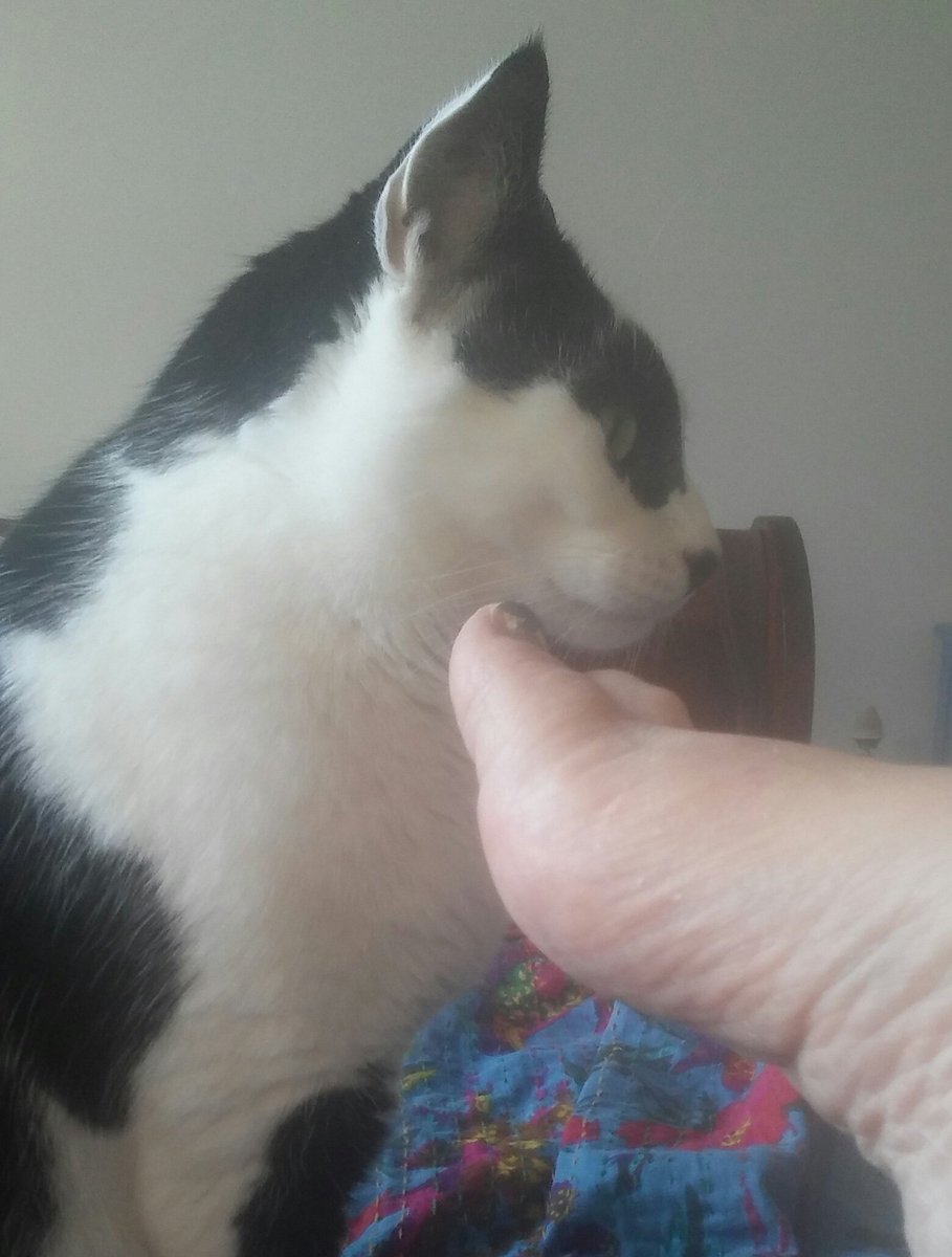 envisione's tweet photo. "So this morning, Mamacita was all up in her book, and I was in direct chomping range of her tempty toes. BUT. . . I did NOT chomp! I was A Very Good Boy. And, phew, was that rough."
#ElGato
#ResistingTemptation https://t.co/9iFmw9JoJc