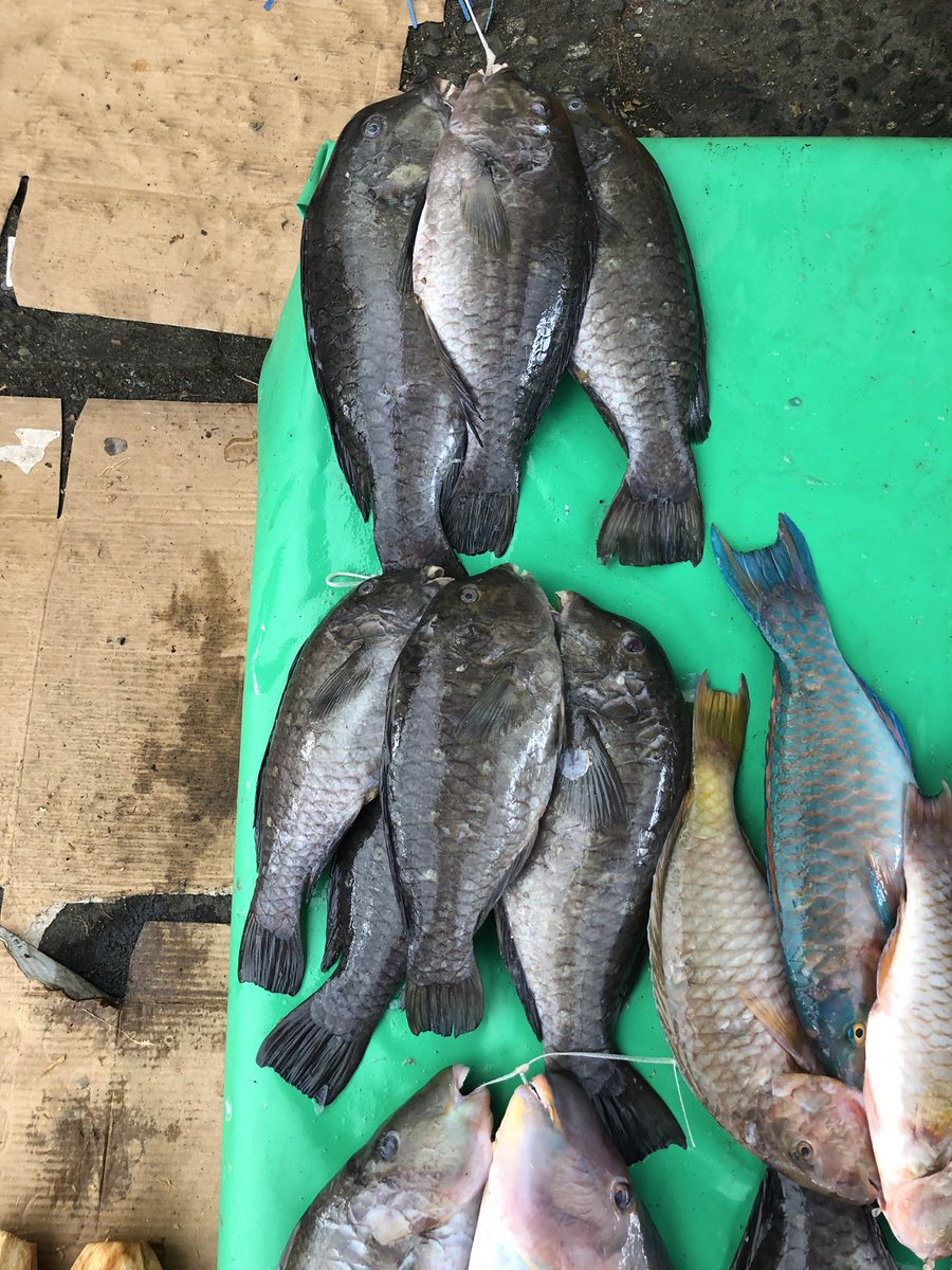 BrianStockwell4's tweet photo. I keep seeing these in the market even though catching them is banned. Just proves we might need ID posters with juvenile and initial phase morphs. https://t.co/lnRXjsljE6