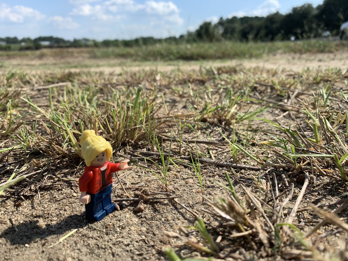 LegoForages's tweet photo. Ever wonder why #UGAExtension suggests cutting bermudagrass at 3”???
These plots have been cut below the recommended height all summer. The result: fewer tillers, less ground cover, and more opportunities for problem weeds to appear!
#GrassGrowsGrass #ForageFact https://t.co/SZq75khPDG