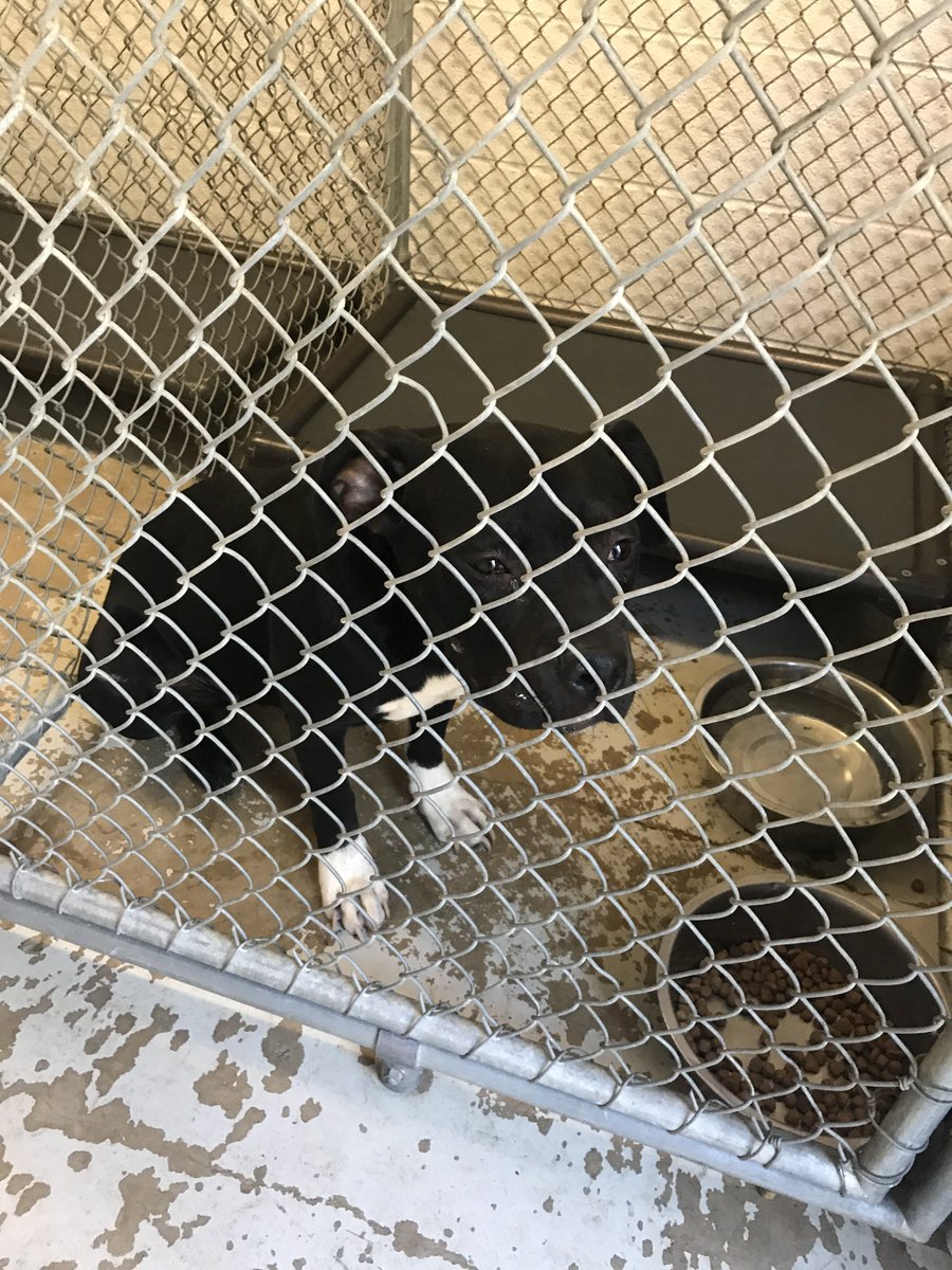 FOUND DOG
This female black pit bull was found on the north side of the city today. If you or someone you know owns this dog have them contact the South Euclid Police department at 216-381-1234 to claim her.