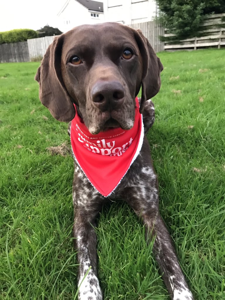 AlisonK_Miller's tweet image. It’s getting more difficult to clock up the miles in daylight hours but we managed another couple tonight for our @sfrs_fst #StepTember 🚒challenge. Wish Monagh had a tracking device to monitor how many miles she actually does on a daily basis #4legs 🐶❤️