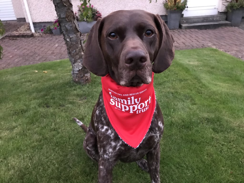 AlisonK_Miller's tweet image. It’s getting more difficult to clock up the miles in daylight hours but we managed another couple tonight for our @sfrs_fst #StepTember 🚒challenge. Wish Monagh had a tracking device to monitor how many miles she actually does on a daily basis #4legs 🐶❤️