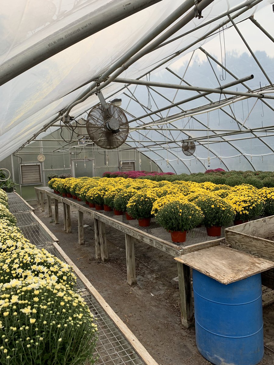 msease4's tweet photo. A greenhouse full of mums makes my ❤️ happy!! #teamamelia https://t.co/7rX3BVoGX2