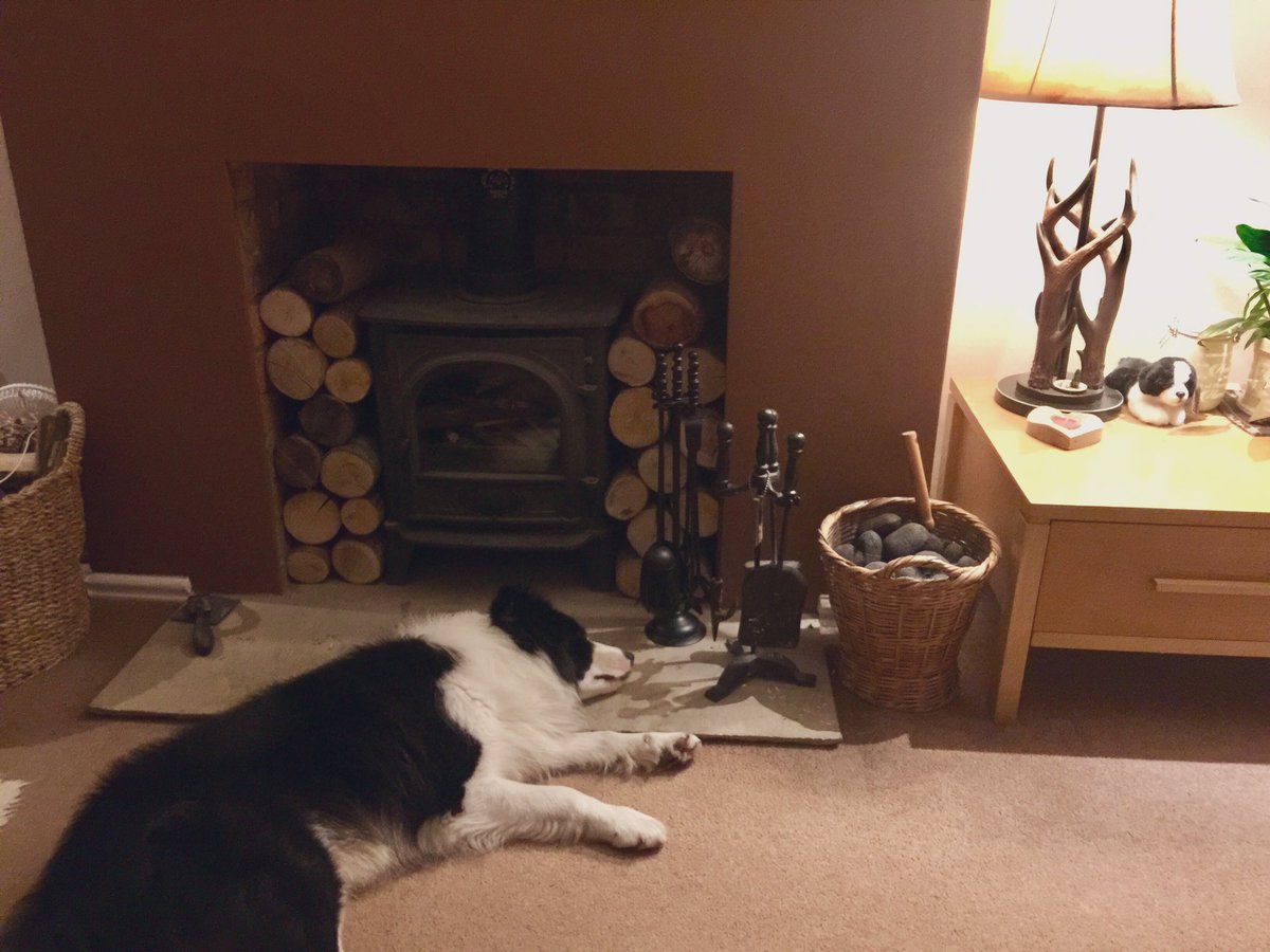 Indian stone flags are much comfier than any of my blankets 🙄 #bordercollies #whatsyourproblem #dogsoftwitter