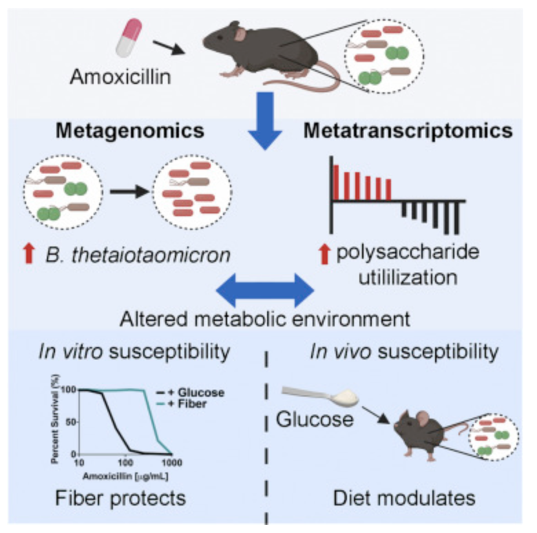 GMFHx's tweet photo. Antibiotics perturb the functional diversity of the microbiome. New findings from @dcabral1050 and colleagues in @BelenkyLab shows that metabolism is crucial alongside host diet in modifying the extent of the gut microbiome disruption in response to Abs https://t.co/3nzEm9hahw https://t.co/FLEhFMxpXi