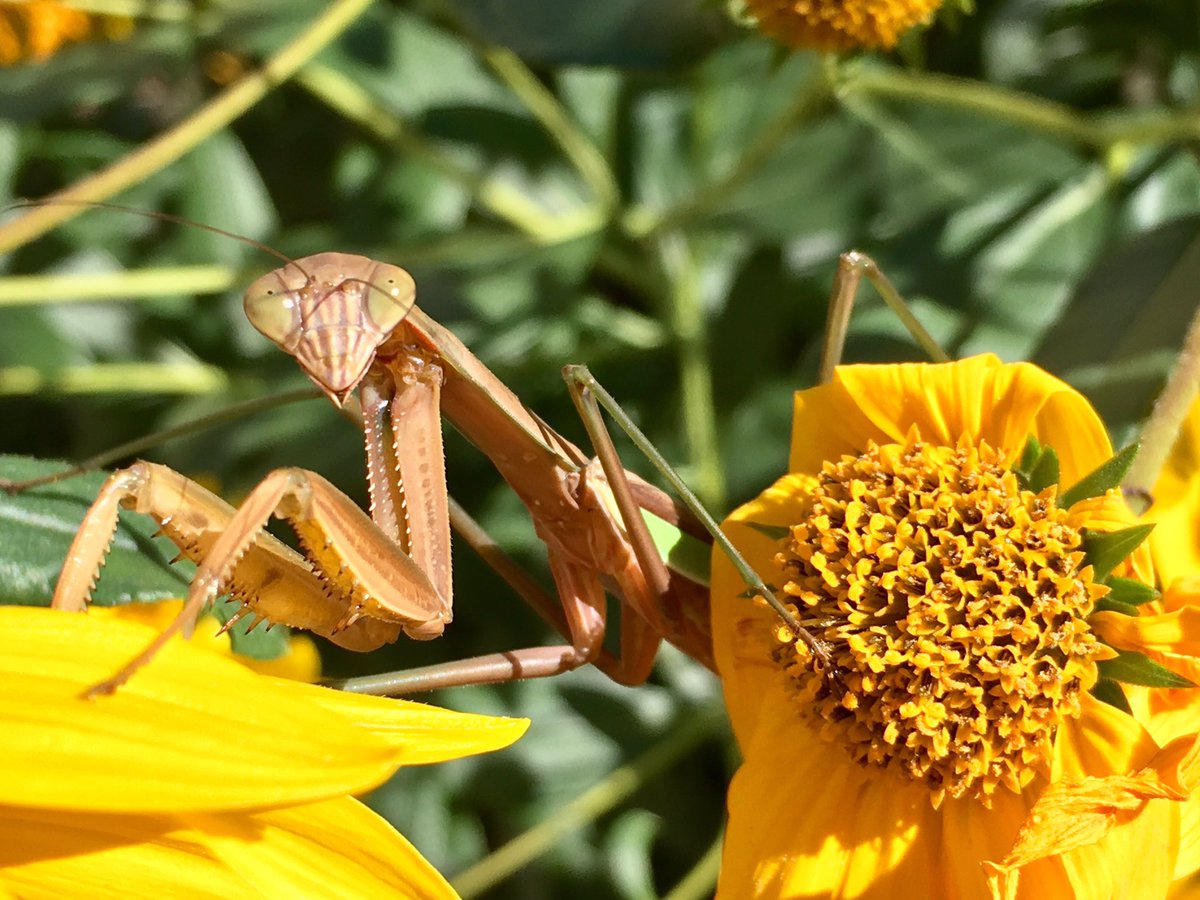 Taking a moment to admire this fine critter. Mantids are a great garden visitor if you like natural pest control!