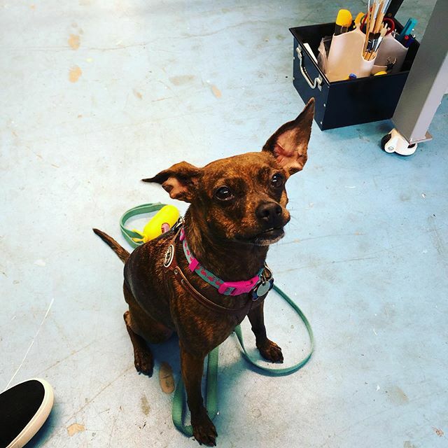 universal_ns's tweet image. Hazel is visiting us today❤️ ift.tt/30sFA5U