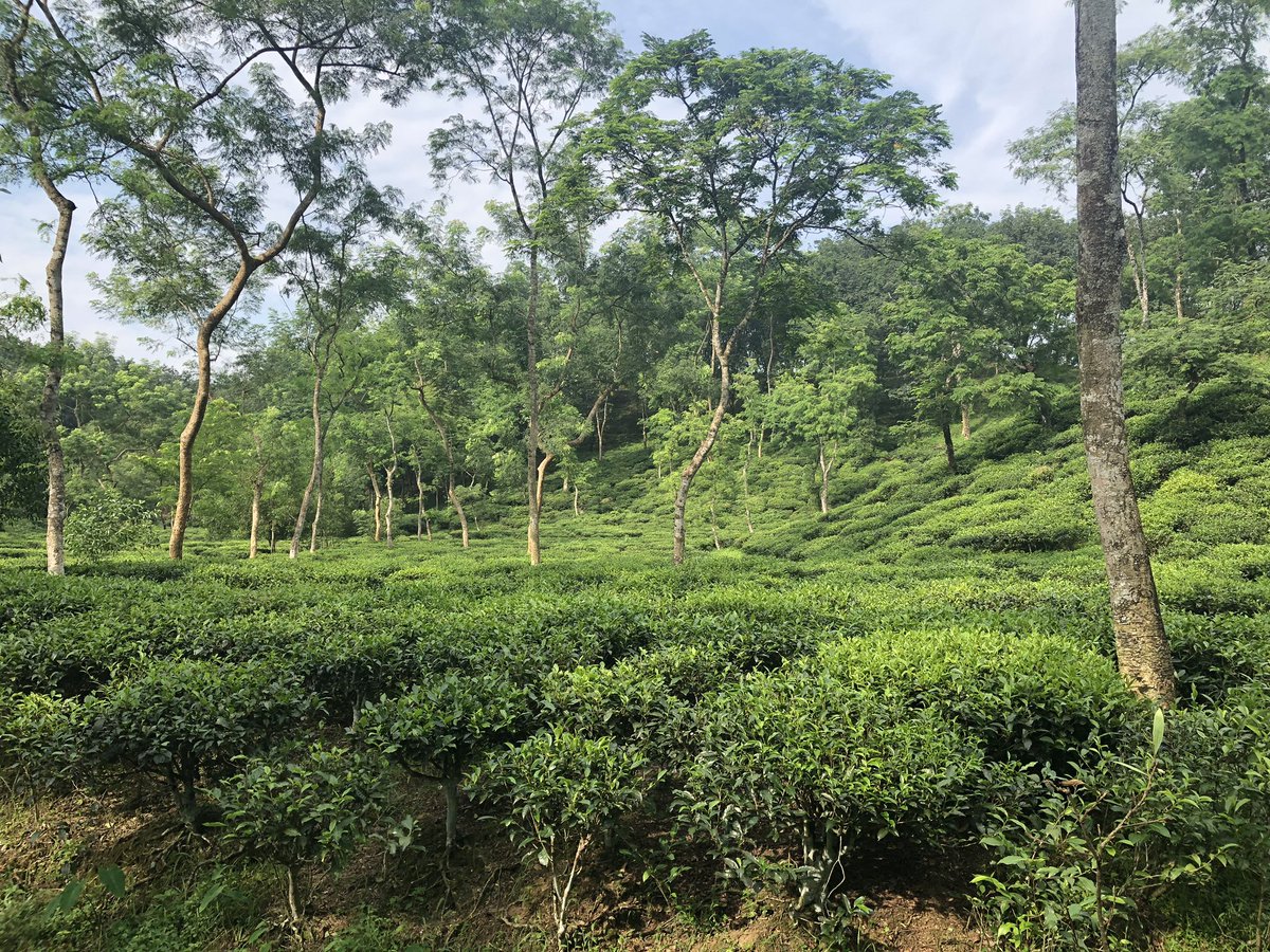 CFOBUK's tweet photo. #ProjectShapla team exploring the beauty of Bangladesh in Sylhet tea plantation. So pleased you enjoyed! #TeamShapla 🇧🇩🌳💙 https://t.co/5dXYQTYOdc