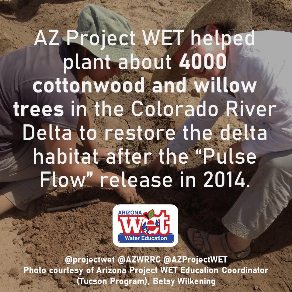AZProjectWET's tweet photo. 6️⃣ days until the @projectwet Project WET Conference in Tucson, AZ! Check out our fun fact of the day which shows just one example of how we helped restore the Colorado River Delta habitat after the #PulseFlow release in 2014! 🌳☀️ #RaiseTheRiver #Minute319 #CODelta @AZWRRC https://t.co/XmpGOZDoMk