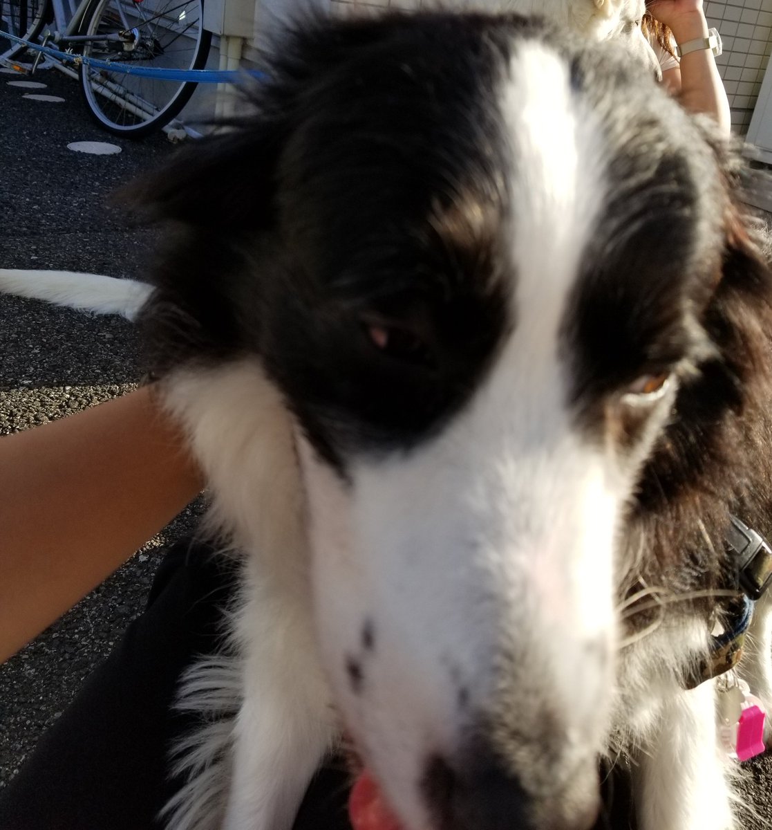ナルコ A Twitter 犬 目があった瞬間にもう 人間 あなたは私に好意がありますね って見抜いてて飛び付いて顔中ベロベロに舐めてくるから すごい