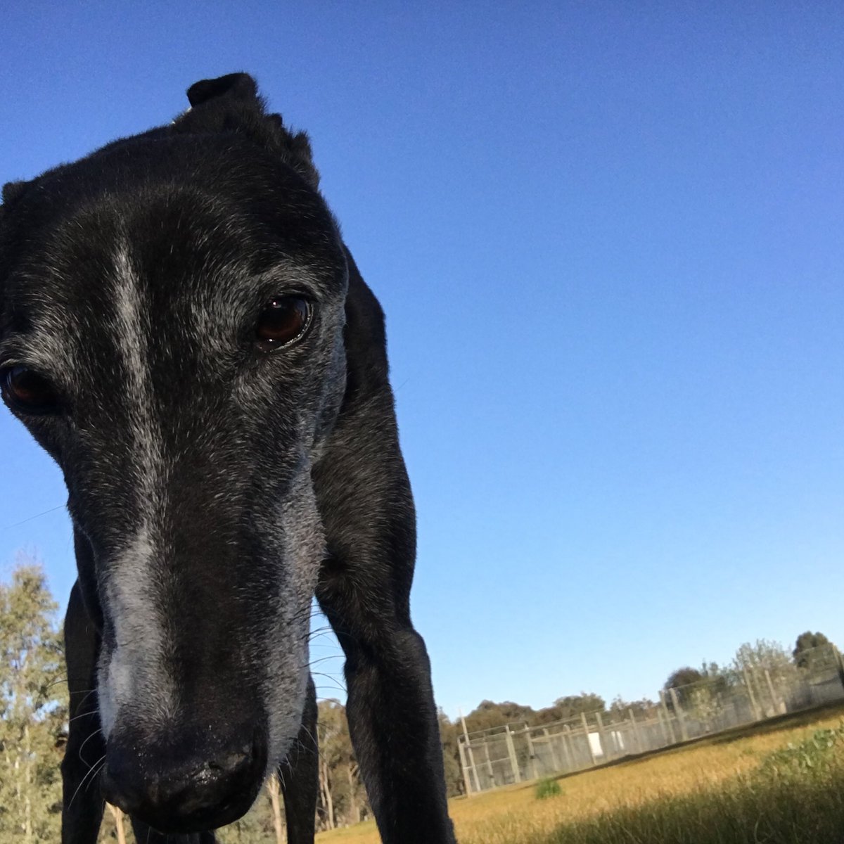 boarding kennels for greyhounds near me