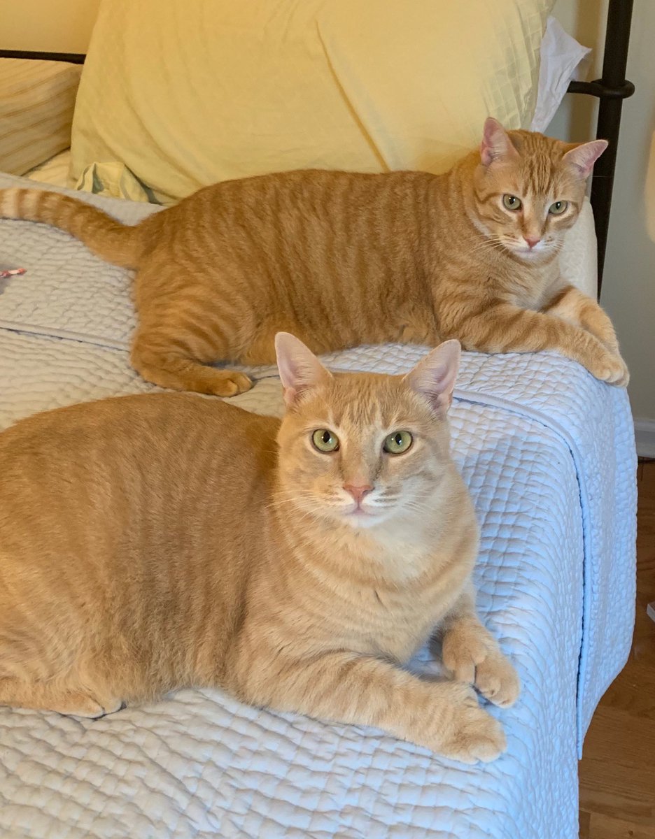 hemifitzy2's tweet photo. Two for Tuesday 😺 #catbrothers #CatsOfTwitter #hemi #fitzy https://t.co/XoUkp3KGHA