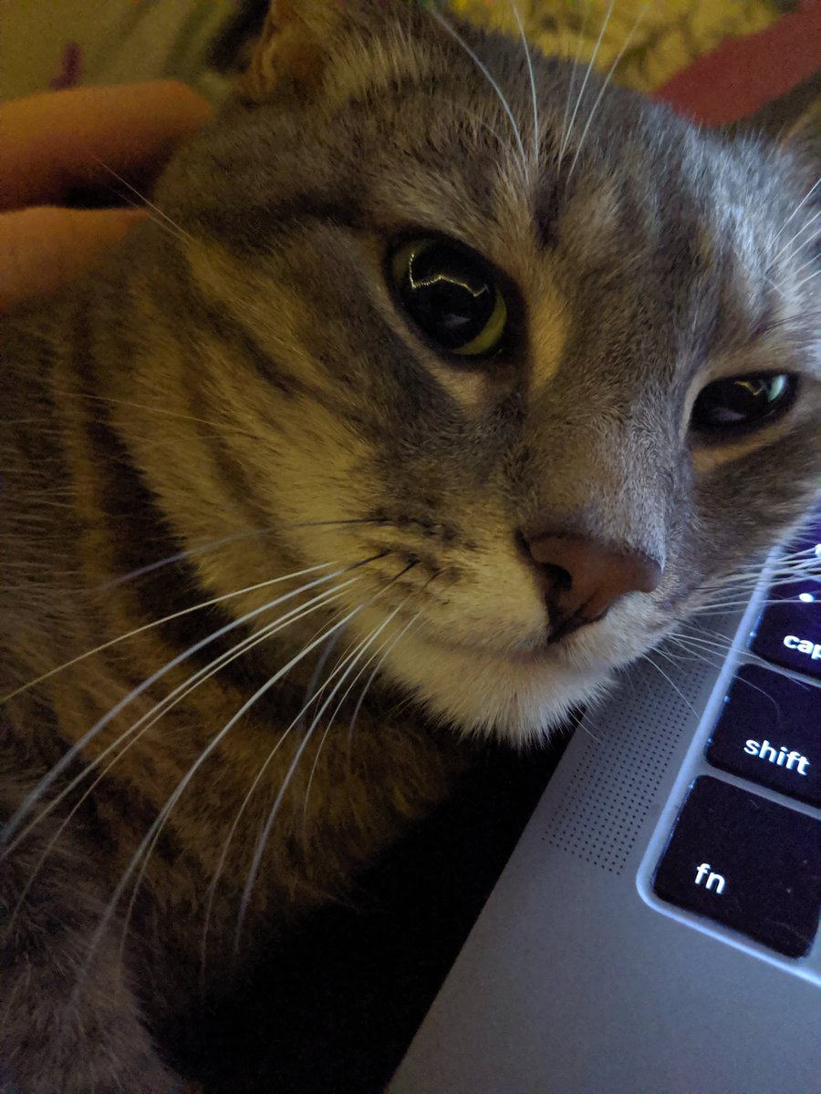 I am MUCH cuter than a laptop.