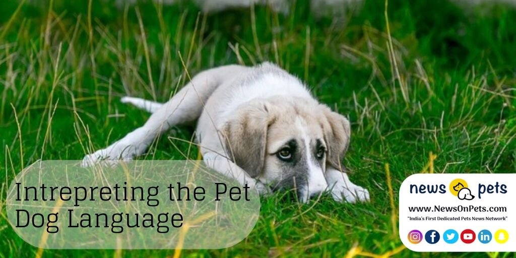 newsonpets's tweet photo. Our pet dogs constantly communicate with us for various reasons. It could be a food craving or expressing a desire to play. But it isn't always possible to know the cues. To understand dog behaviour read https://t.co/W7nfVebLaY 
#pet #care https://t.co/7Ojjj2BRFj