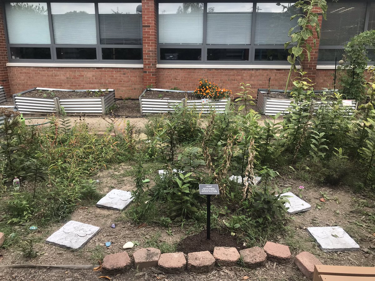 Marycharlton8's tweet photo. Look at all the work that one of our school’s Girl Scout Troops put in to our native garden!! It looks AMAZING! #nativegarden @StratfordLndgES @wufpakgirl https://t.co/zusIvEpQmL