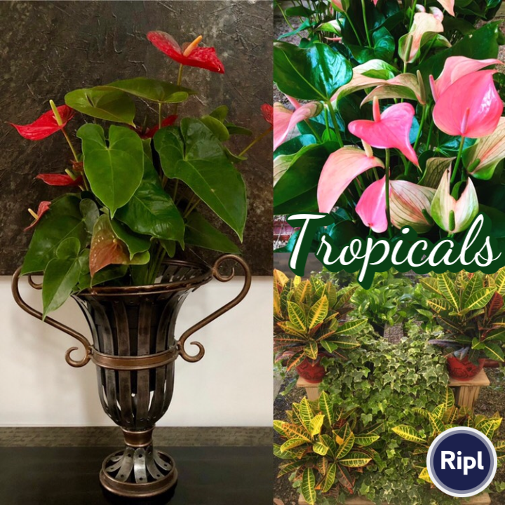pamhsmith's tweet photo. #tropicals via https://t.co/z1b8Nqeq3u https://t.co/LRchXjTtor