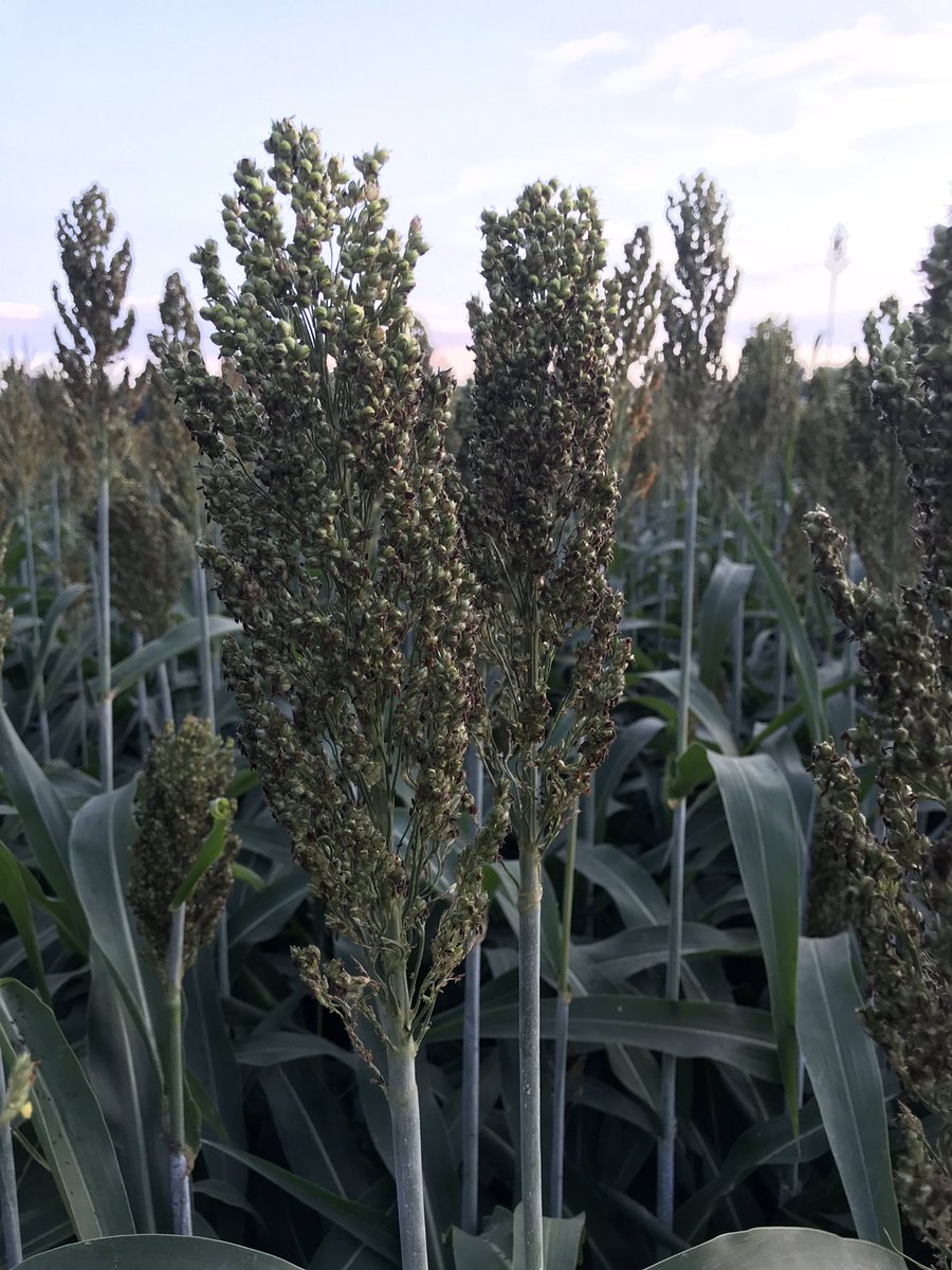 S. IL Technology Development; Bayer Crop Science tweet media