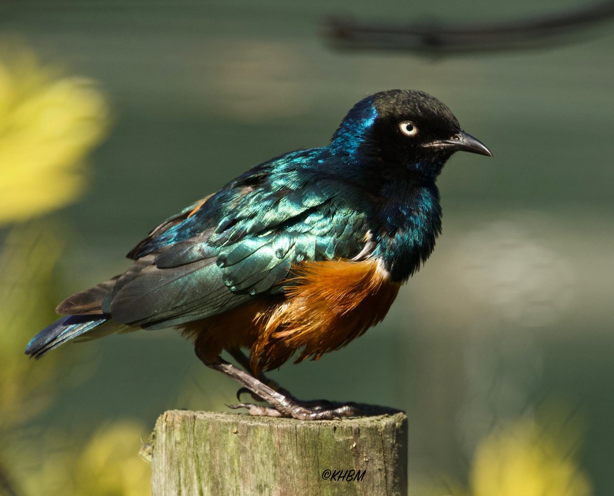 Mararda10's tweet photo. Superb starlings. @CornishParadise #SuperbStarlings #SpreoStarlings #Superb #Spreo #starling #starlings #iridescent #bird #avian #feathers #Cornwall #birdphotography #ParadisePark #Hayle https://t.co/MoziCSqBli